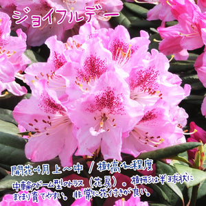 シャクナゲ（西洋） 3.5号×3種 【不朽の名花セット】