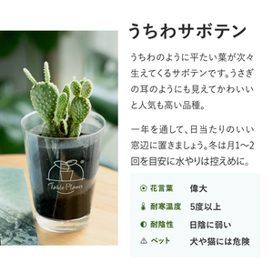 【土を使わないサボテン】テーブルプランツ(Table Plants)