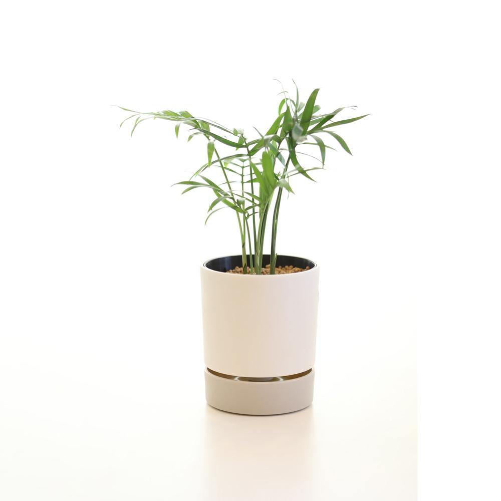 kaorimaru テーブルヤシ 2.5号 香り付き観葉植物