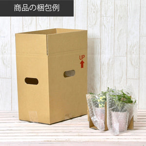 【予約商品：12/23発送】正月苔玉脚付き皿　金・赤　2鉢セット