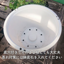 画像をギャラリービューアに読み込む, 【ハーブ栽培キット】ハーブ苗×4個、土、肥料、プラ製プランター（アンティーク 吊り下げサークル 白or茶）
