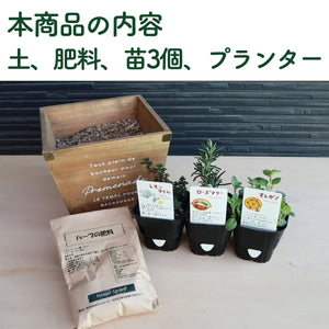 【ハーブ栽培キット】ハーブ苗×3個、土、肥料、プランターセット（ナチュラルウッド）