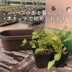 【ハーブ栽培キット】ハーブ苗×2個、土、肥料、プラスチックプランター（白or茶）