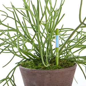 サスティー(SUSTEE) 水やりチェッカー・観葉植物や鉢花に使える水分計