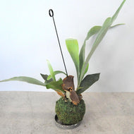 観葉植物 ビカクシダ・ネザーランド（コウモリラン）