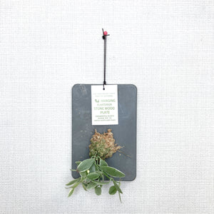 壁掛け観葉植物 ストーンウッドプレート(リプサリス / ディスキディア) 1個