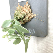 画像をギャラリービューアに読み込む, 壁掛け観葉植物 ストーンウッドプレート(リプサリス / ディスキディア) 1個
