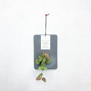 壁掛け観葉植物 ストーンウッドプレート(リプサリス / ディスキディア) 1個