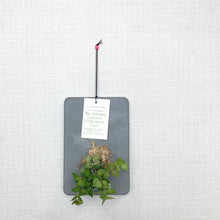 画像をギャラリービューアに読み込む, 壁掛け観葉植物 ストーンウッドプレート(リプサリス / ディスキディア) 1個
