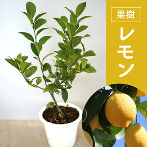 【果樹】レモン（檸檬）の木【送料無料】