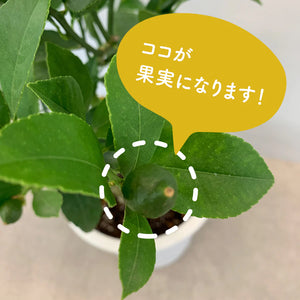 【予約商品：5/17発送分】レモンの木 ビラ・フランカ（ヴィラフランカ） 6号