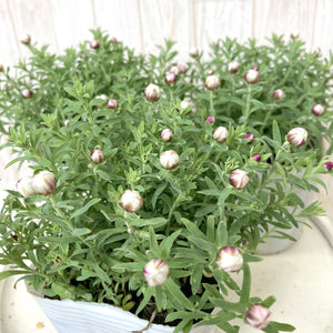 【予約商品：12/10以降発送】ヘリクリサム・ハナカンザシ(花かんざし) 花苗 3ポットセット