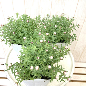 【予約商品：12/10以降発送】ヘリクリサム・ハナカンザシ(花かんざし) 花苗 3ポットセット