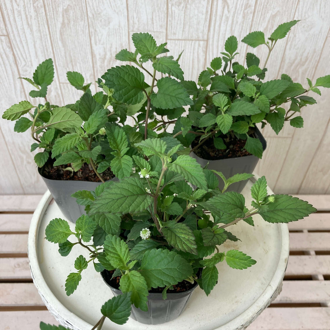 【予約商品：9/22発送】メキシカンスイートハーブ ハーブ苗 3ポットセット