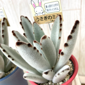 【予約商品：7/1発送】多肉植物 ツキトジ(月兎耳) 鉢3色セット