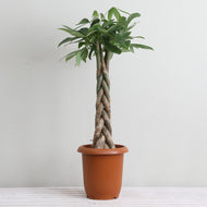パキラ ねじり 7号 室内におすすめ 観葉植物