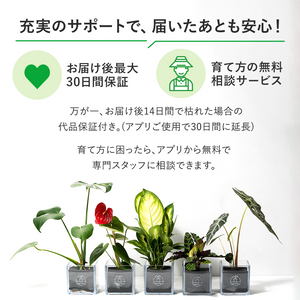 【土を使わない観葉植物】テーブルプランツ キューブ (Table Plants CUBE)