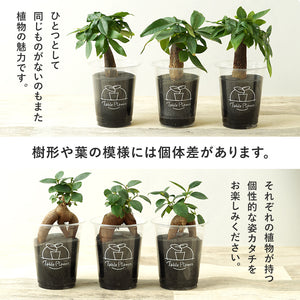 【土を使わない観葉植物】テーブルプランツ(Table Plants)